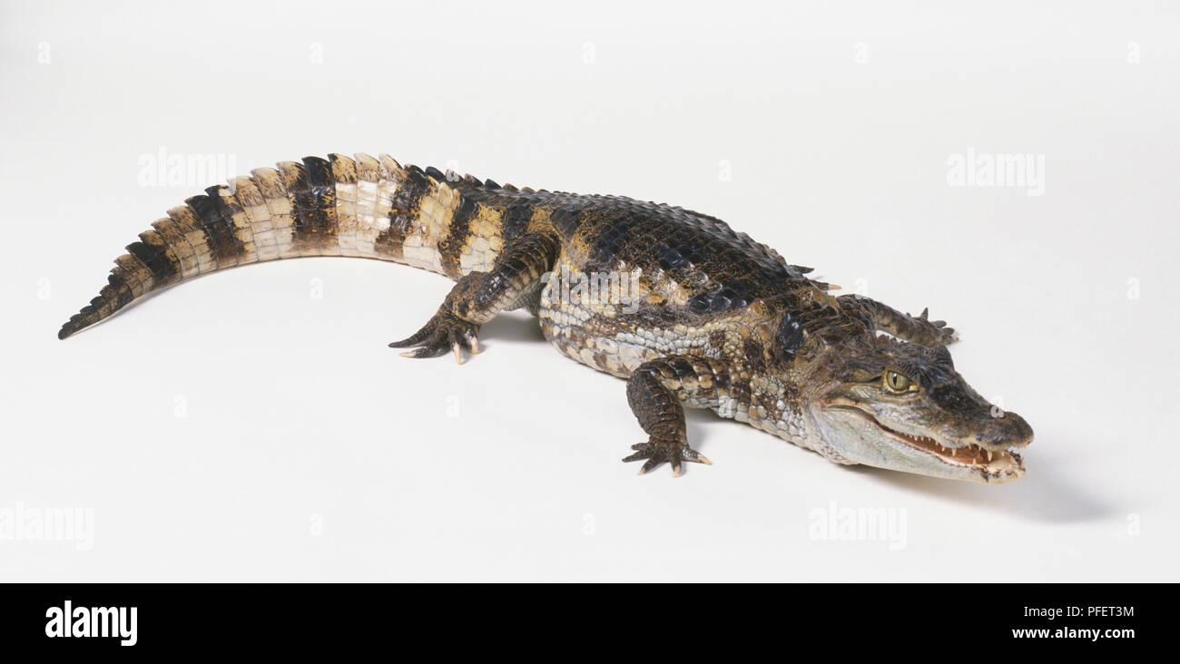 Caiman Crocodile (Caiman crocodilus Stock Photo - Alamy