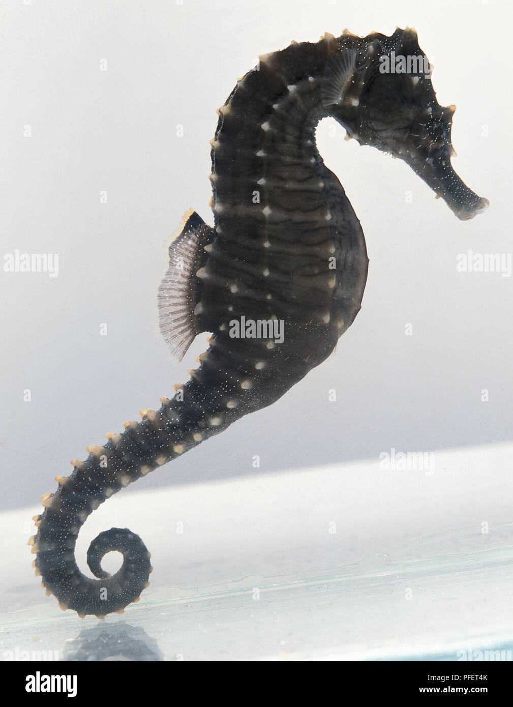 Sea horse - side view Stock Photo