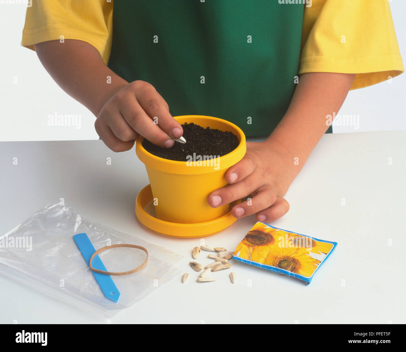 Planting a sunflower seed in a pot Stock Photo Alamy