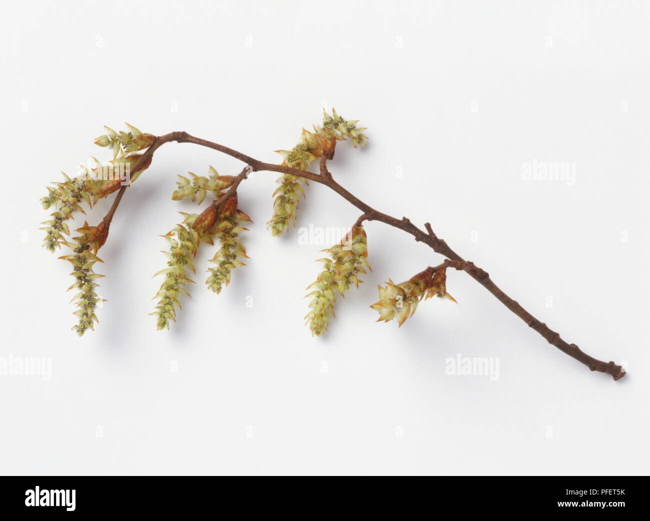 Corylus avellana, Hazel branch, side view Stock Photo
