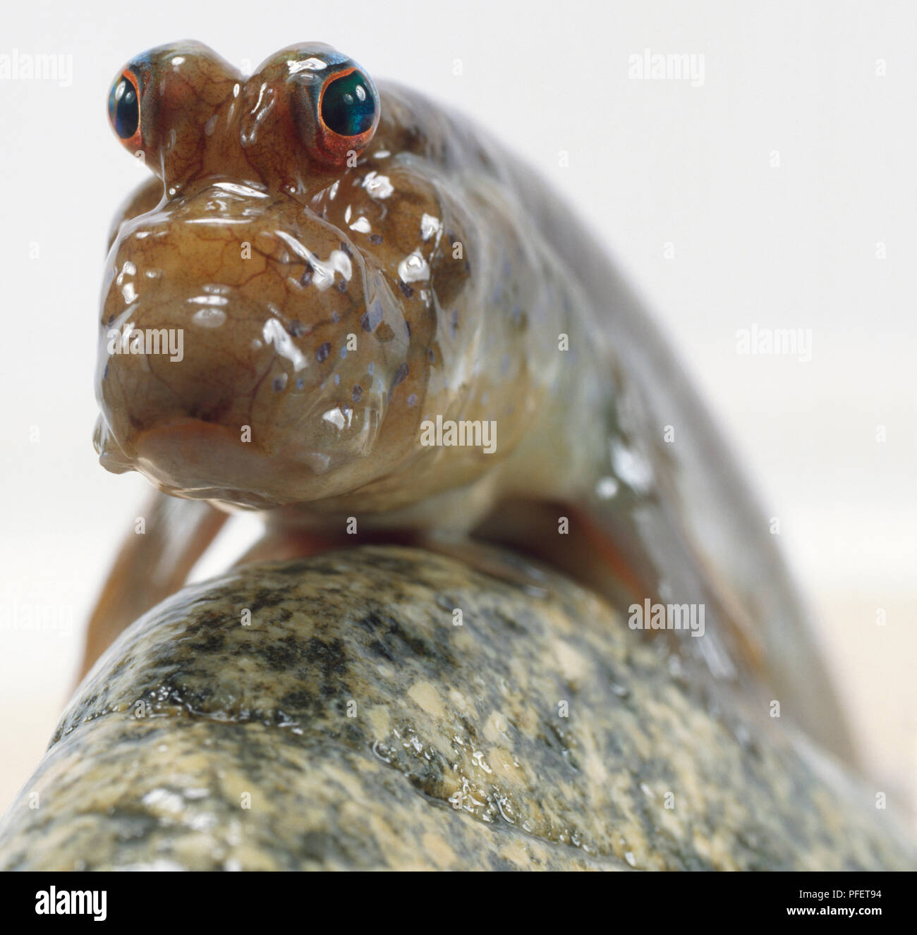 Mudskipper, two large eyes, strangely shaped mouth for catching small creatures, sucker-like pelvic fins for clinging on slippery surfaces, nares for breathing, front view of face. Stock Photo