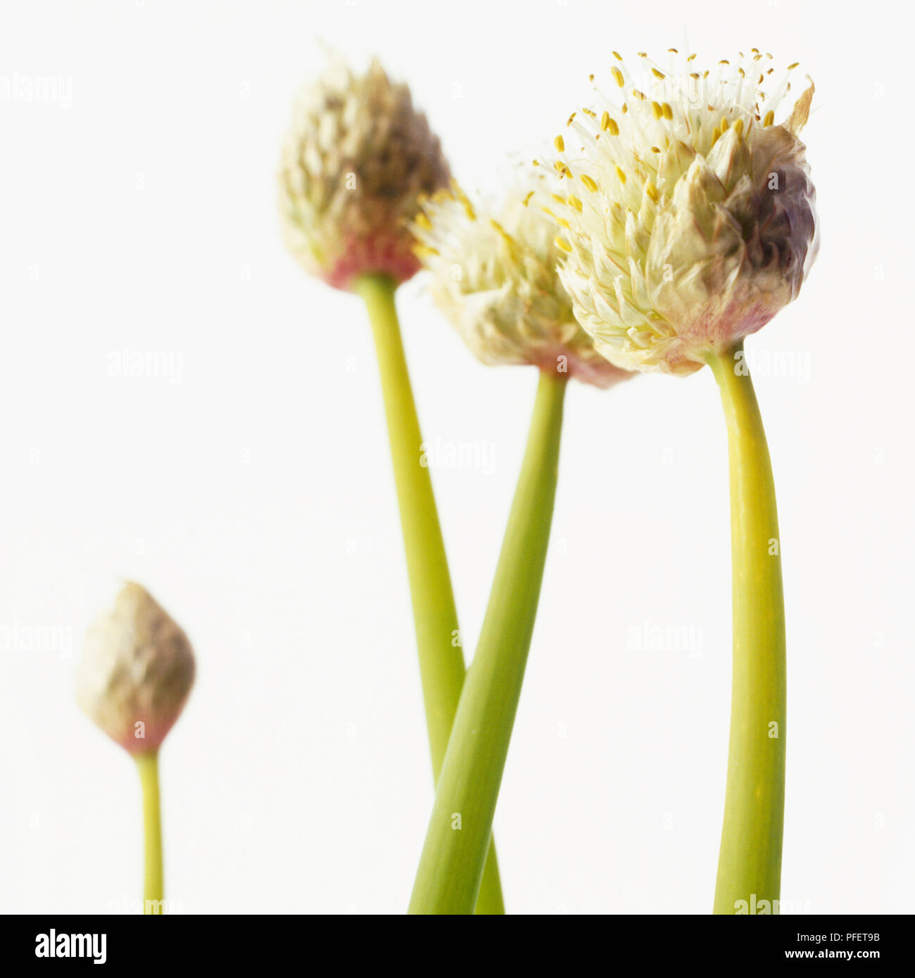 Welsh Onion, Japanese Leek (Allium fistulosum), focus on  large, creamy-white flower on long, hollow, and cylindrical stem Stock Photo