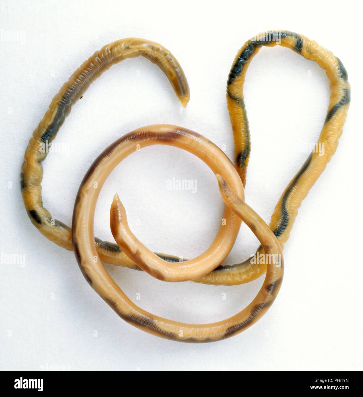 Parasitic Roundworm, curled around, above view. Stock Photo