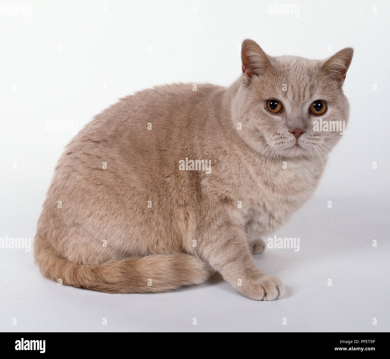 Cream European shorthaired cat with copper eyes and pink nose, sitting