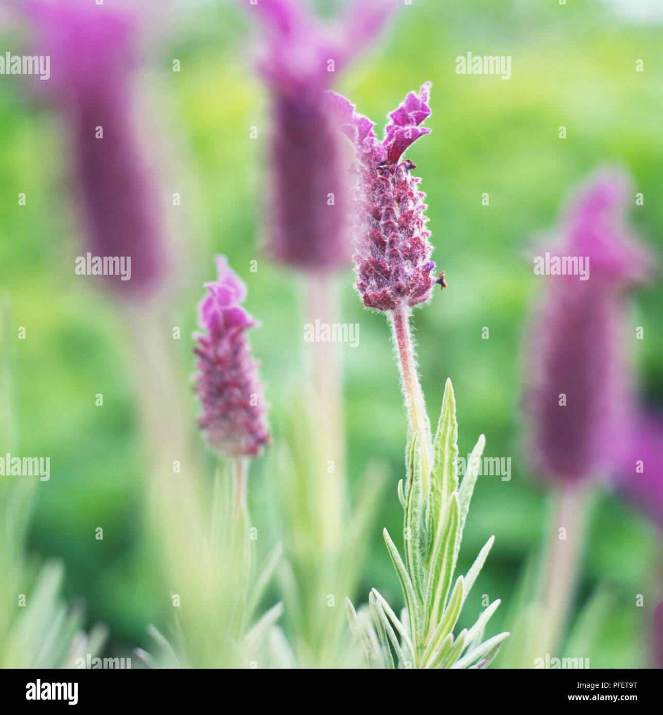 Lavandula stoechas 'Helmsdale', Lavender Helmsdale flowers, close up. Stock Photo