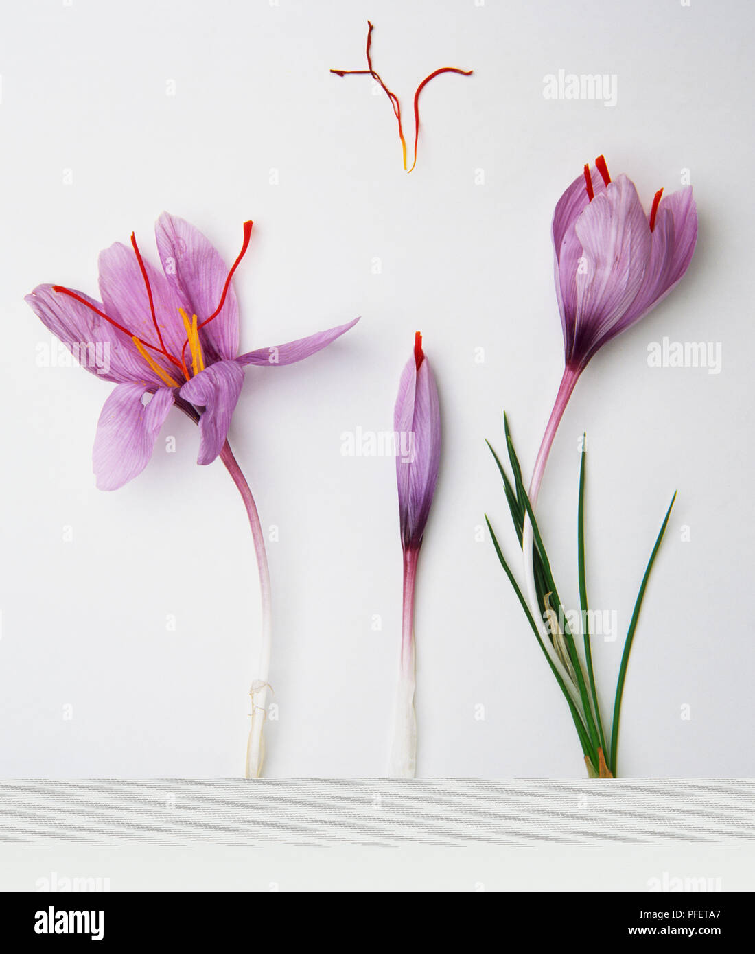 Saffron crocus sativus flowers stigmas hires stock photography and