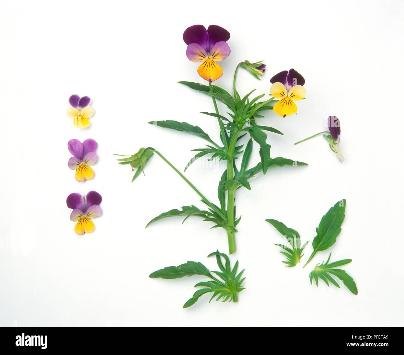 Flowers and leaves from Viola tricolor (Wild pansy) Stock Photo