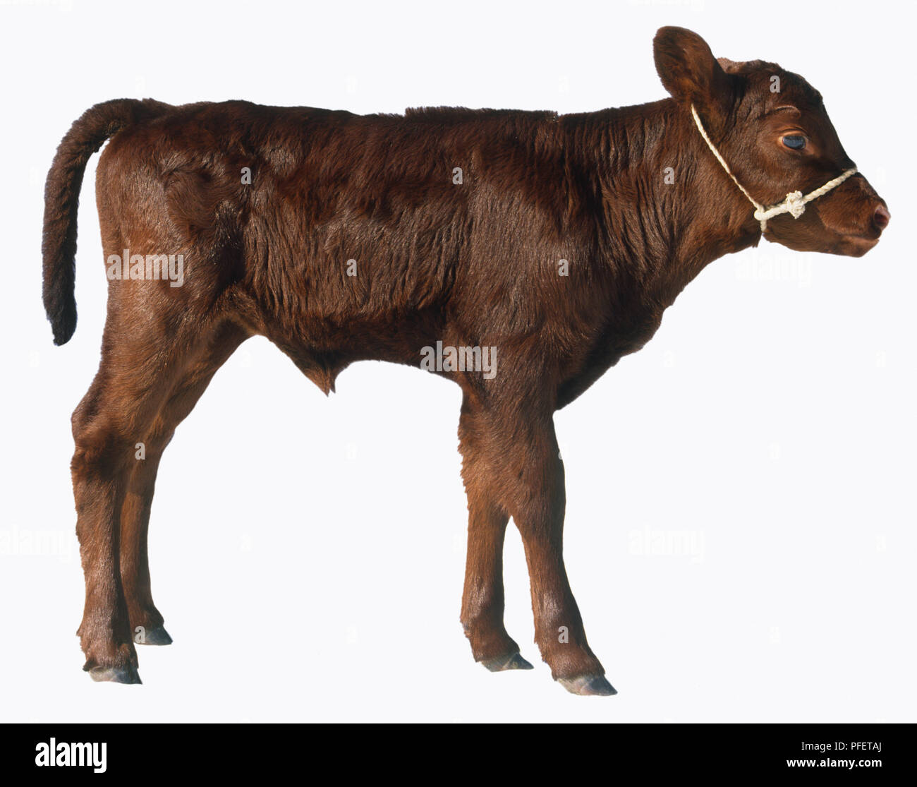 Red Poll calf (Bos taurus), side view Stock Photo