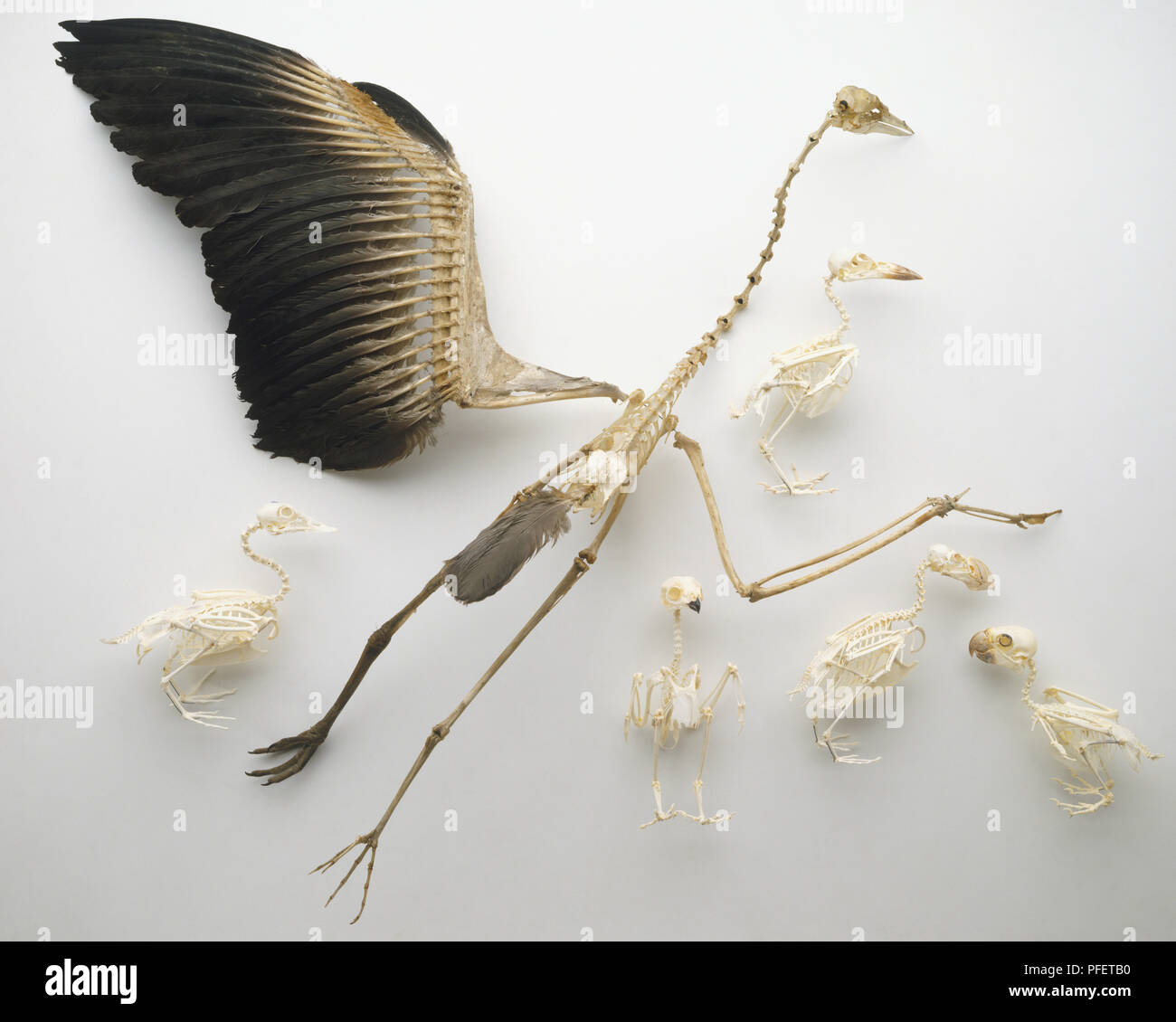 bird wing bone anatomy