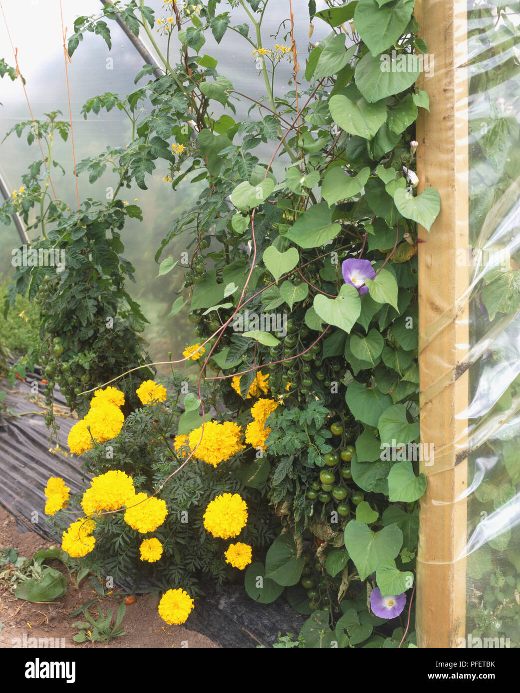 Marigolds planted together alongside tomatoes and Morning glory climber Stock Photo Alamy