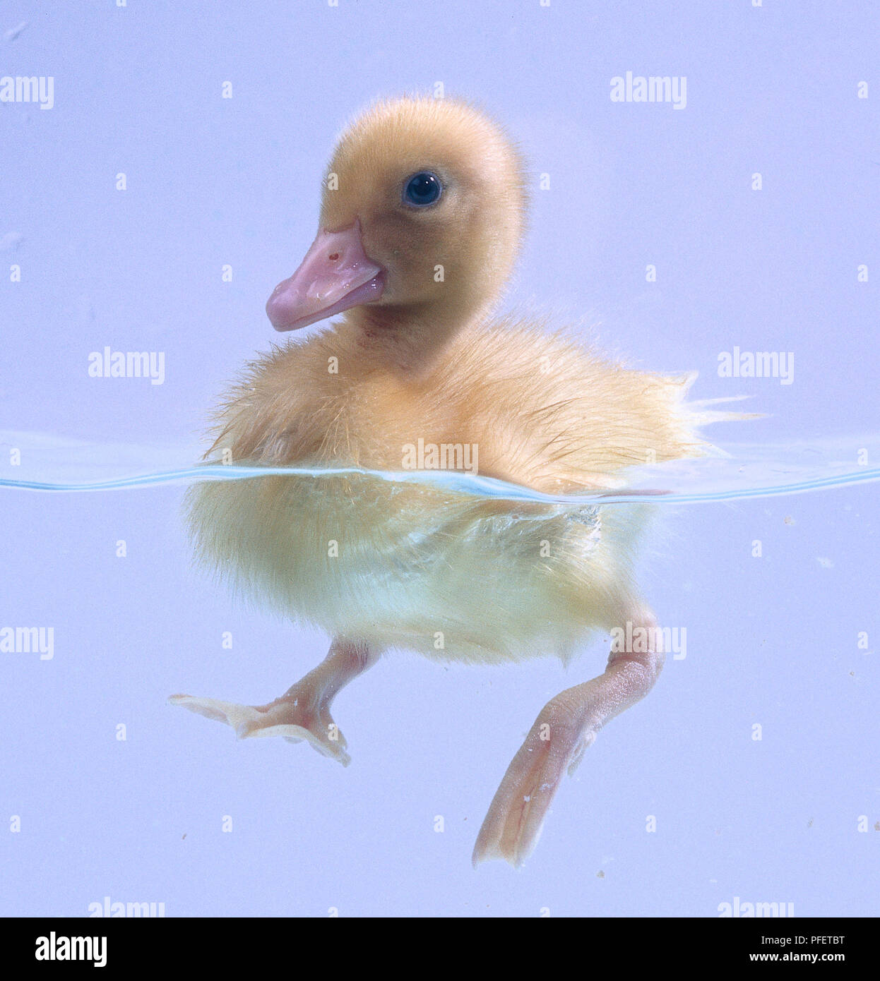 Three quarter view of a duckling paddling in the water. Stock Photo
