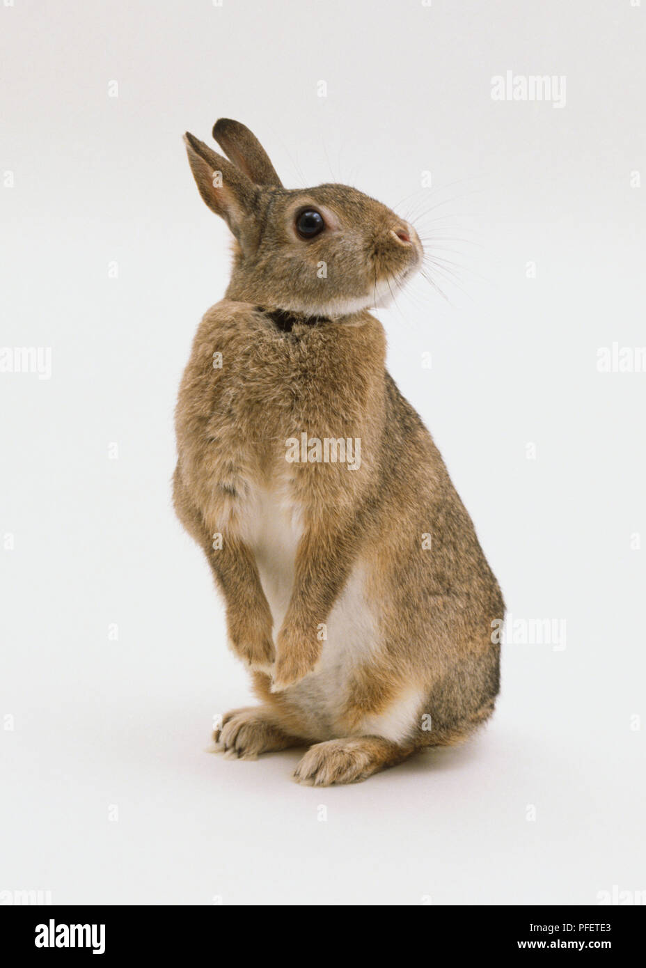 Rabbit air stock deals