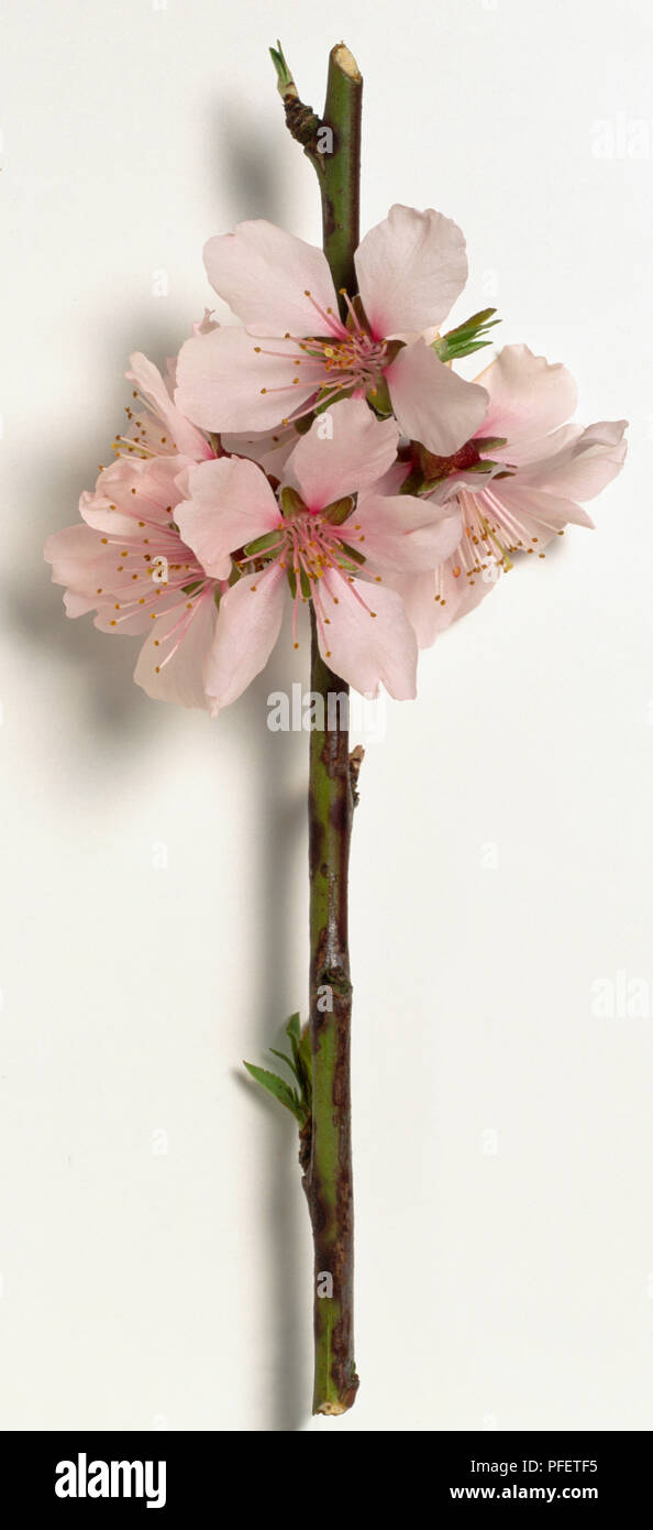 Rosaceae, Prunus dulcis, Almond, dark grey stem, pale pink flowers with deeper pink blotch at base of petal, and long stamens. Stock Photo