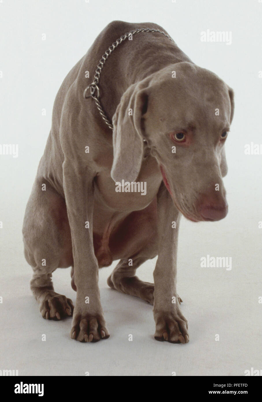 A Weimaraner dog crouches in a submissive position while hanging its head  Stock Photo - Alamy