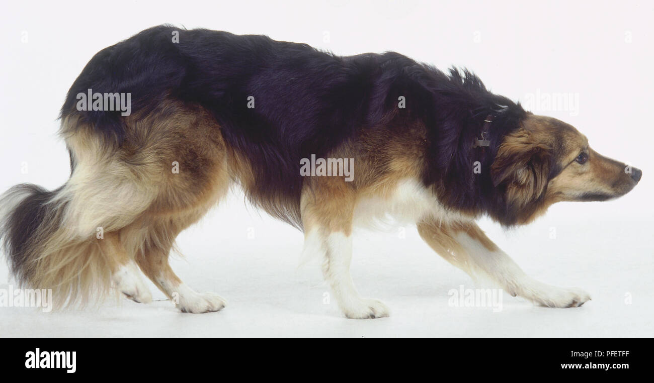 Dog breeds with fluffy tails sale