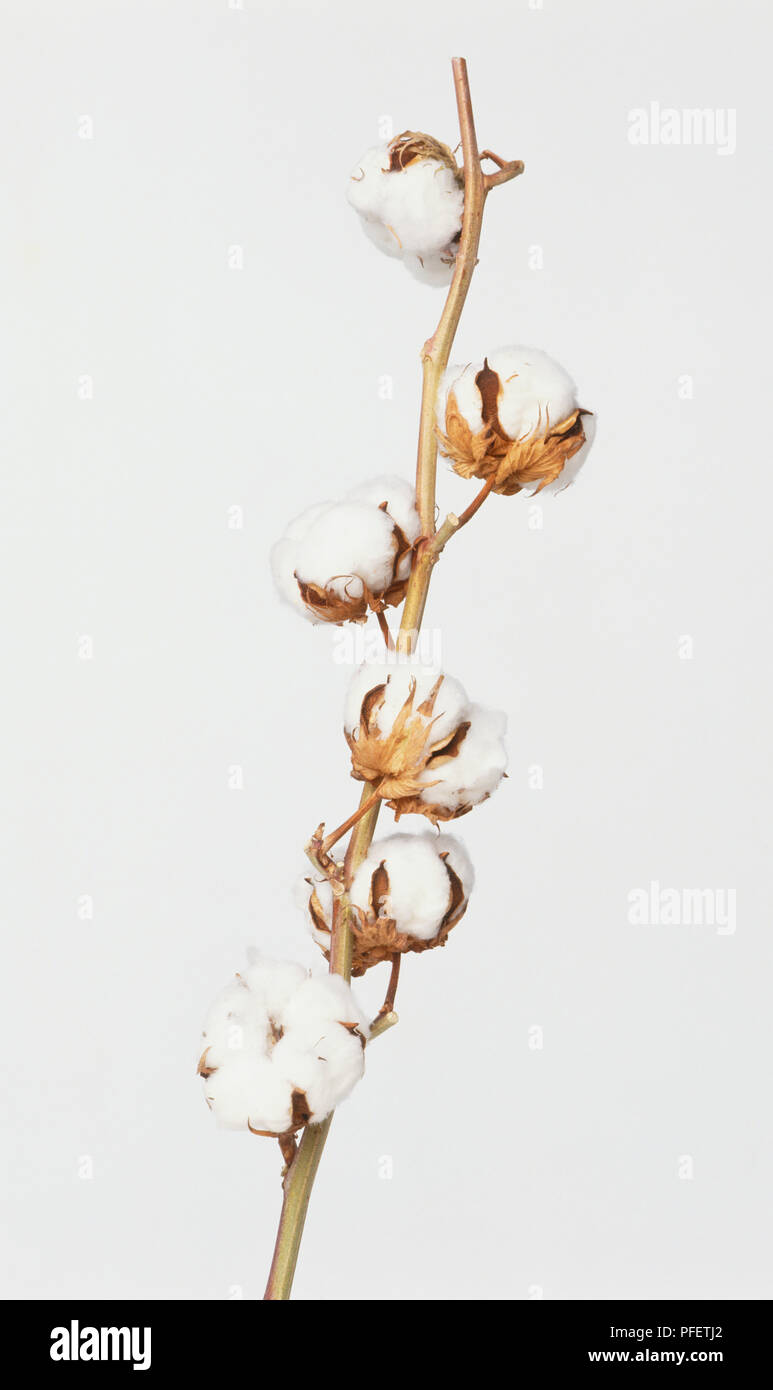 Cotton fibre hires stock photography and images Alamy