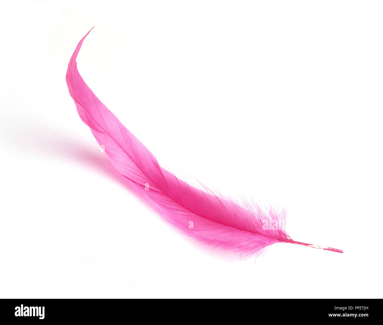 A pink feather Stock Photo
