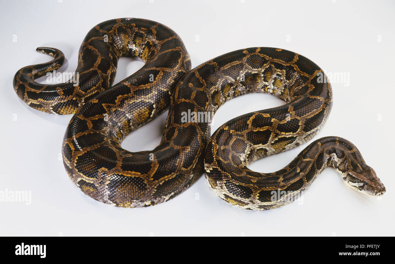 Slithering Burmese Python (Python molurus), view from above Stock Photo ...