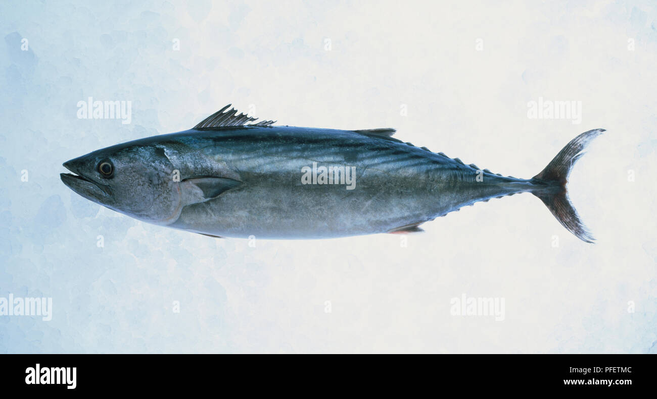 Atlantic Bonito (Sarda sarda), fresh fish on ice. Stock Photo