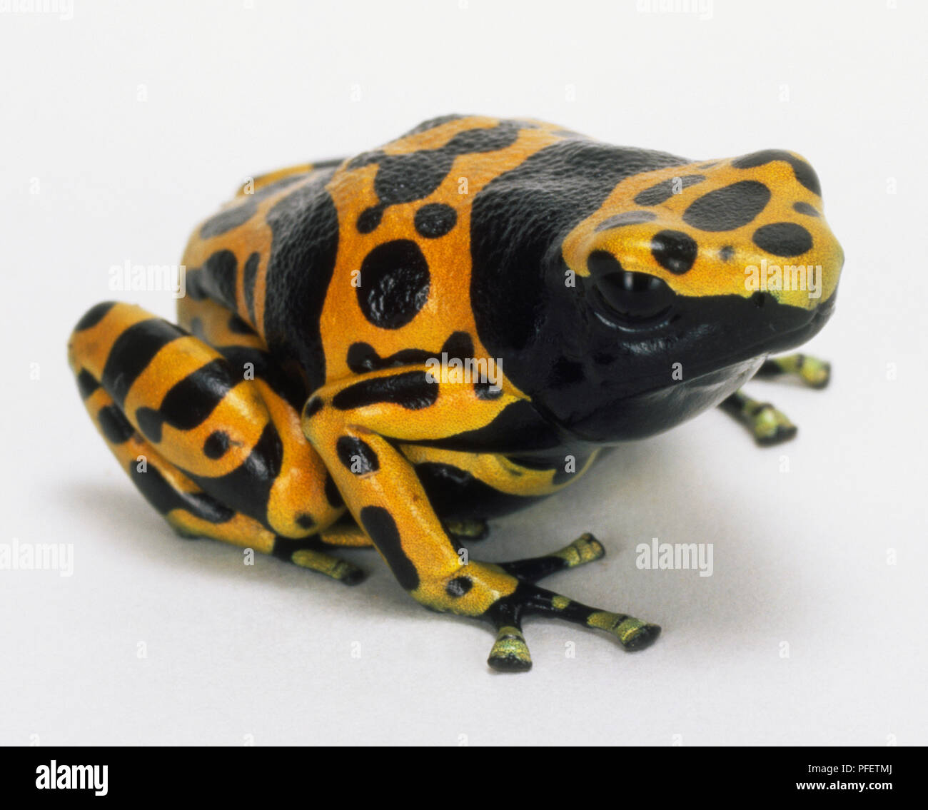 Orange and black poison dart frog hi-res stock photography and images -  Alamy
