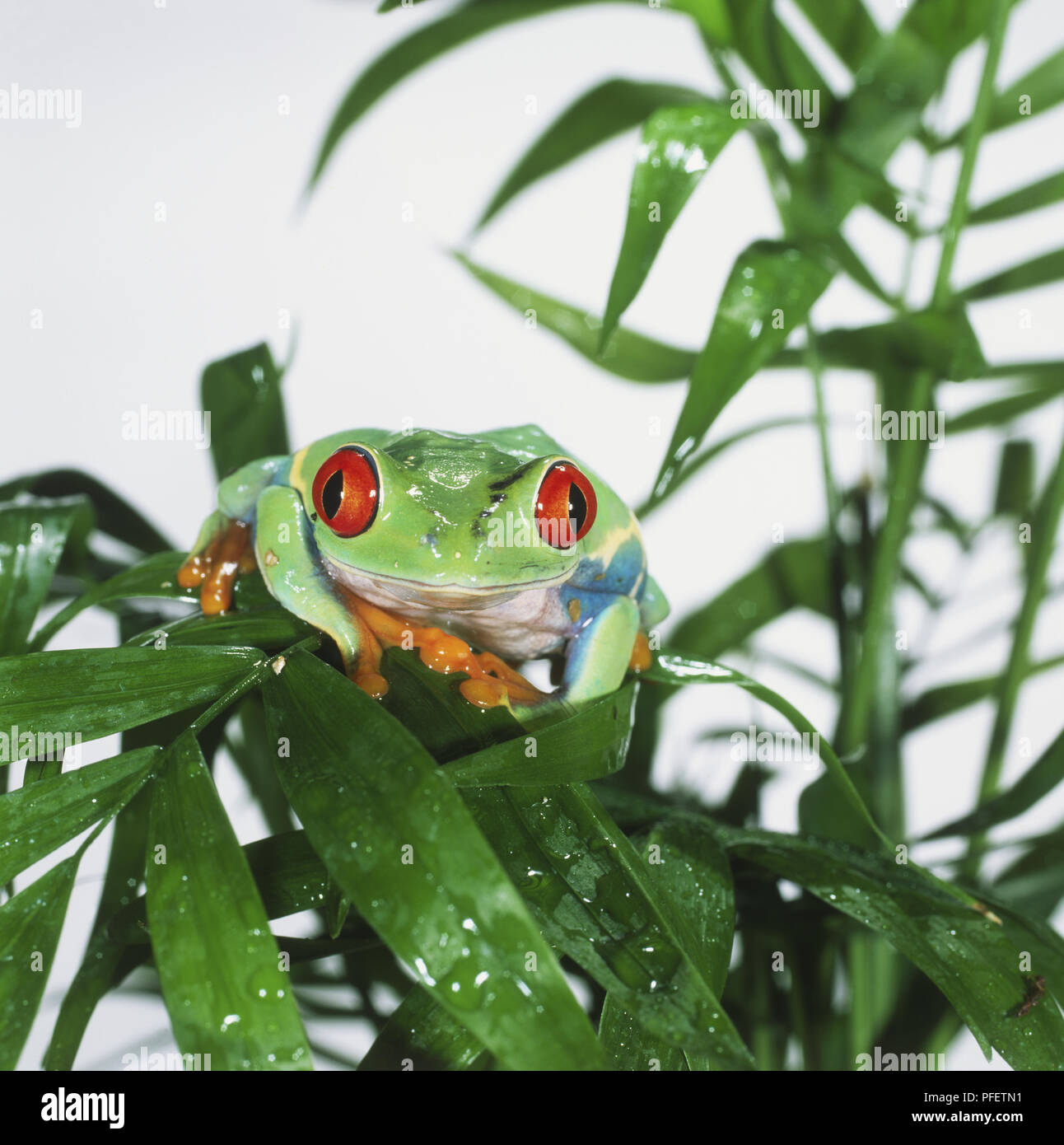Red-eyed Tree Frog (Agalychnis callidryas) perched on green plant, front view, looking at camera Stock Photo