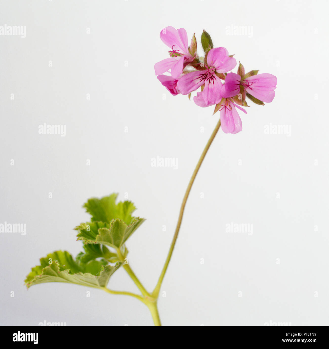 Pelargonium capitatum (Pelargonium 'Attar of Roses') small, deep pink flowers on long stem, and green leaves Stock Photo