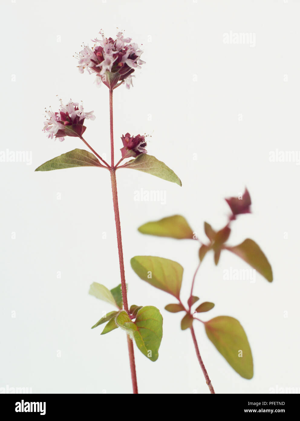 Oregano, Wild Marjoram (Origanum vulgare), clusters of tiny, tubular