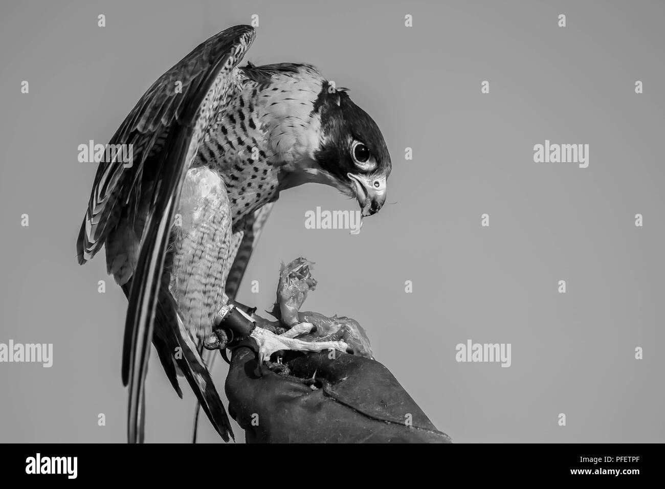 falcon black and white