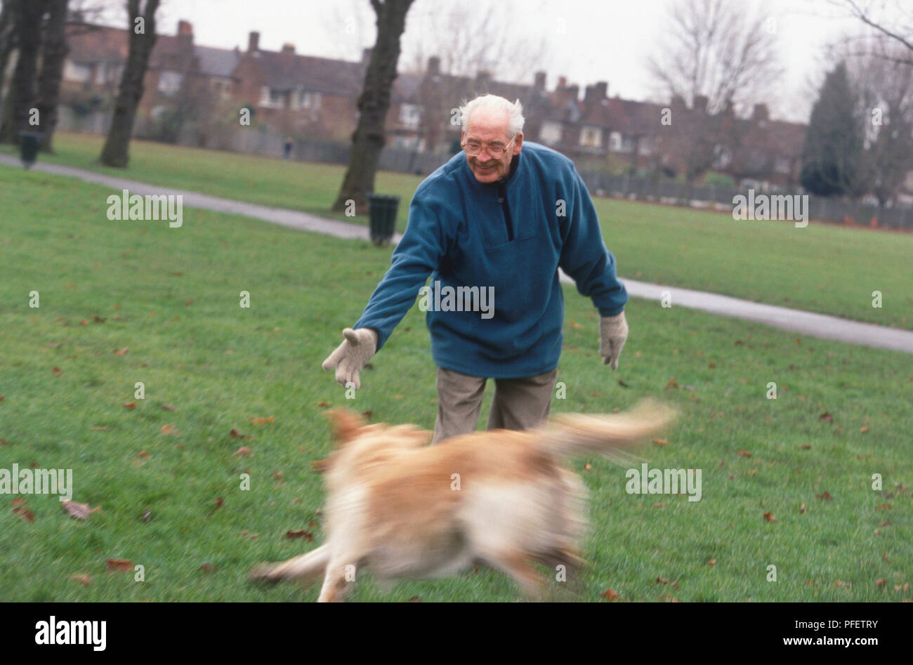 Senior golden retriever walking hi-res stock photography and images - Alamy