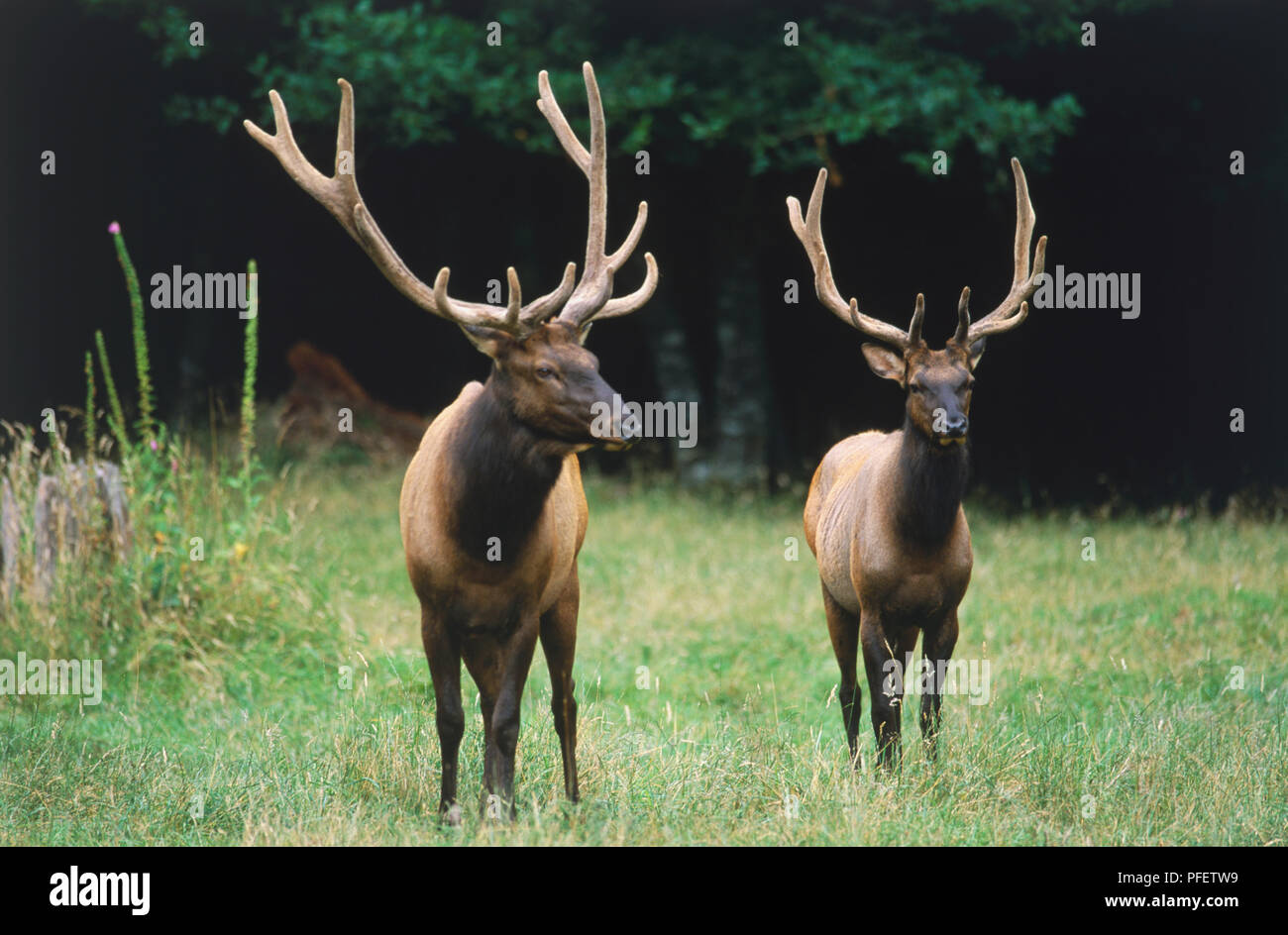 USA, Pacific Northwest, Washington State, Metropolitan Park