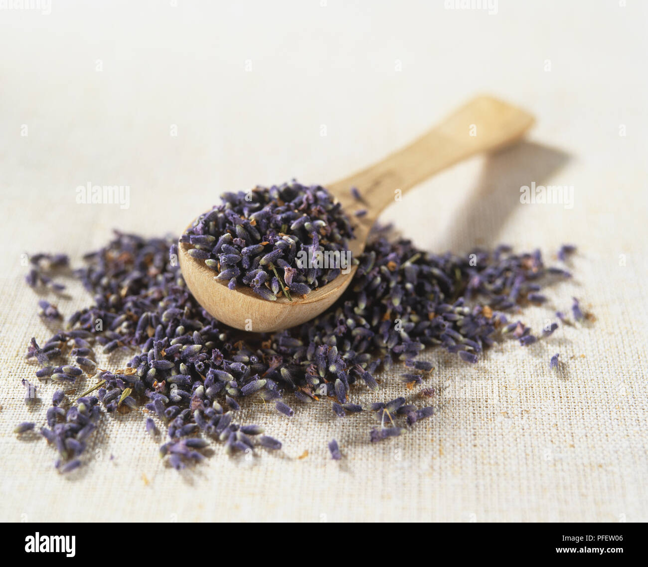 Lavandula angustifolia, English Lavender, dried flowers in and around