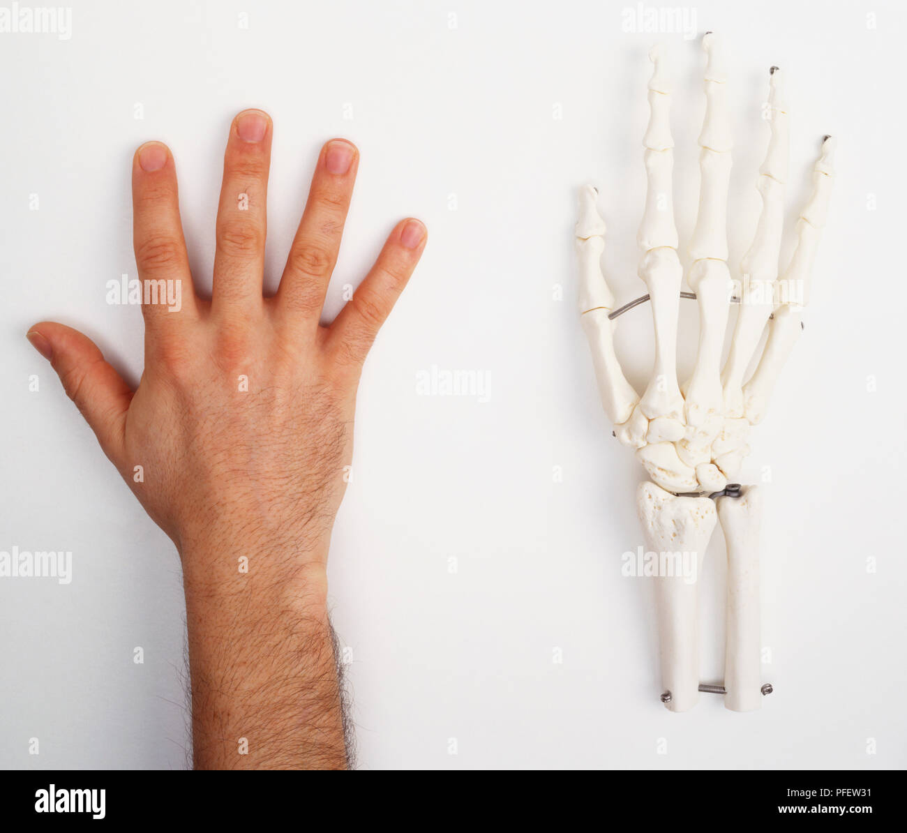 Back of human hand and skeleton Stock Photo
