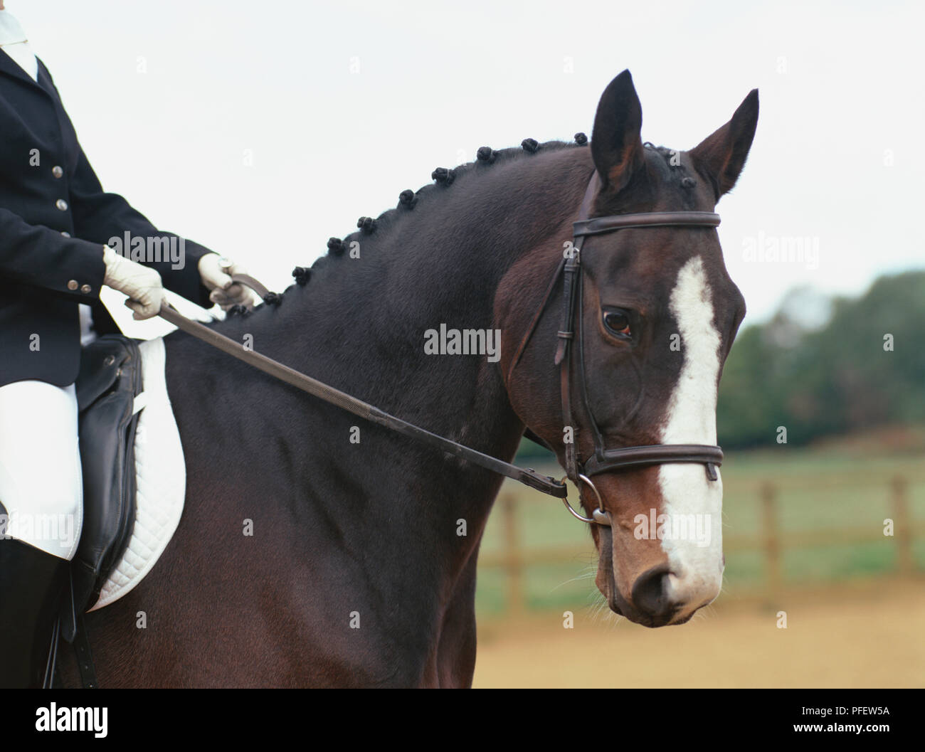 Dark brown horse hires stock photography and images Alamy