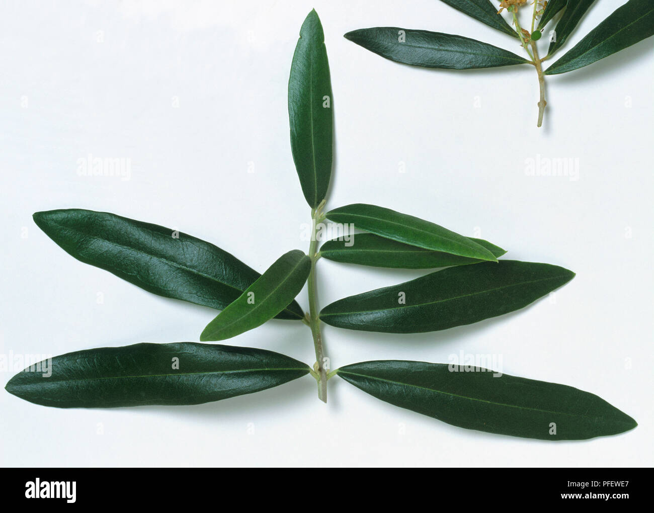 Olea europaea var. europaea, Olive, stem with opposite pairs of narrow