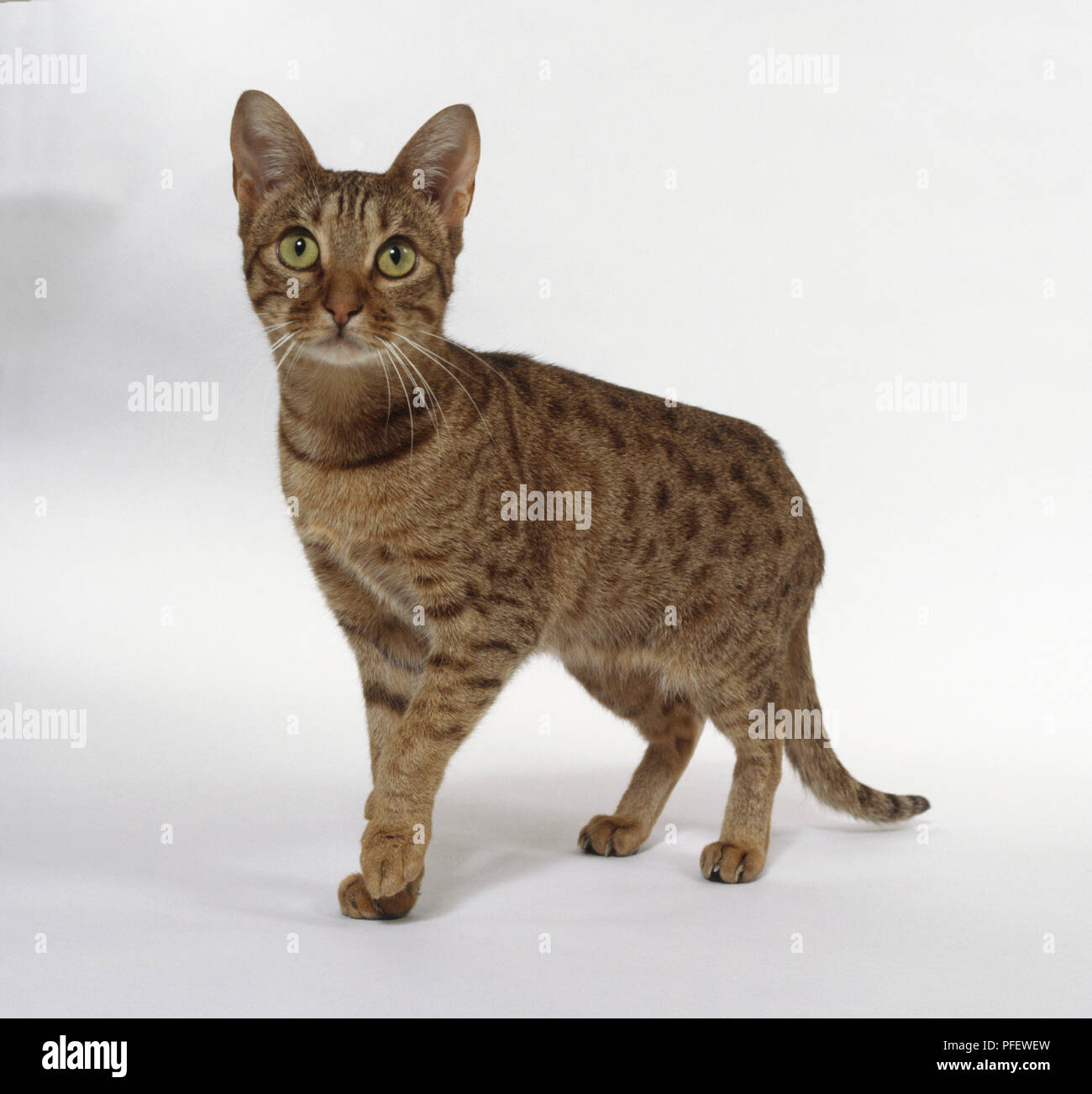 Chocolate ocicat hi-res stock photography and images - Alamy
