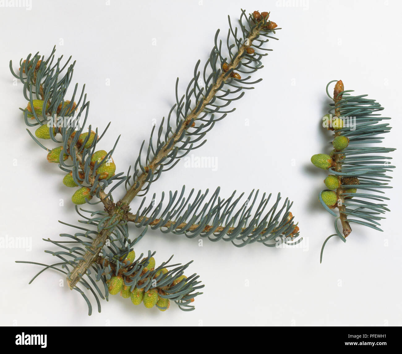 Pinaceae, Abies concolor, Colorado Fir, smooth grey branch with blue-tipped linear leaves, and male fruit clusters hanging under shoot. Stock Photo
