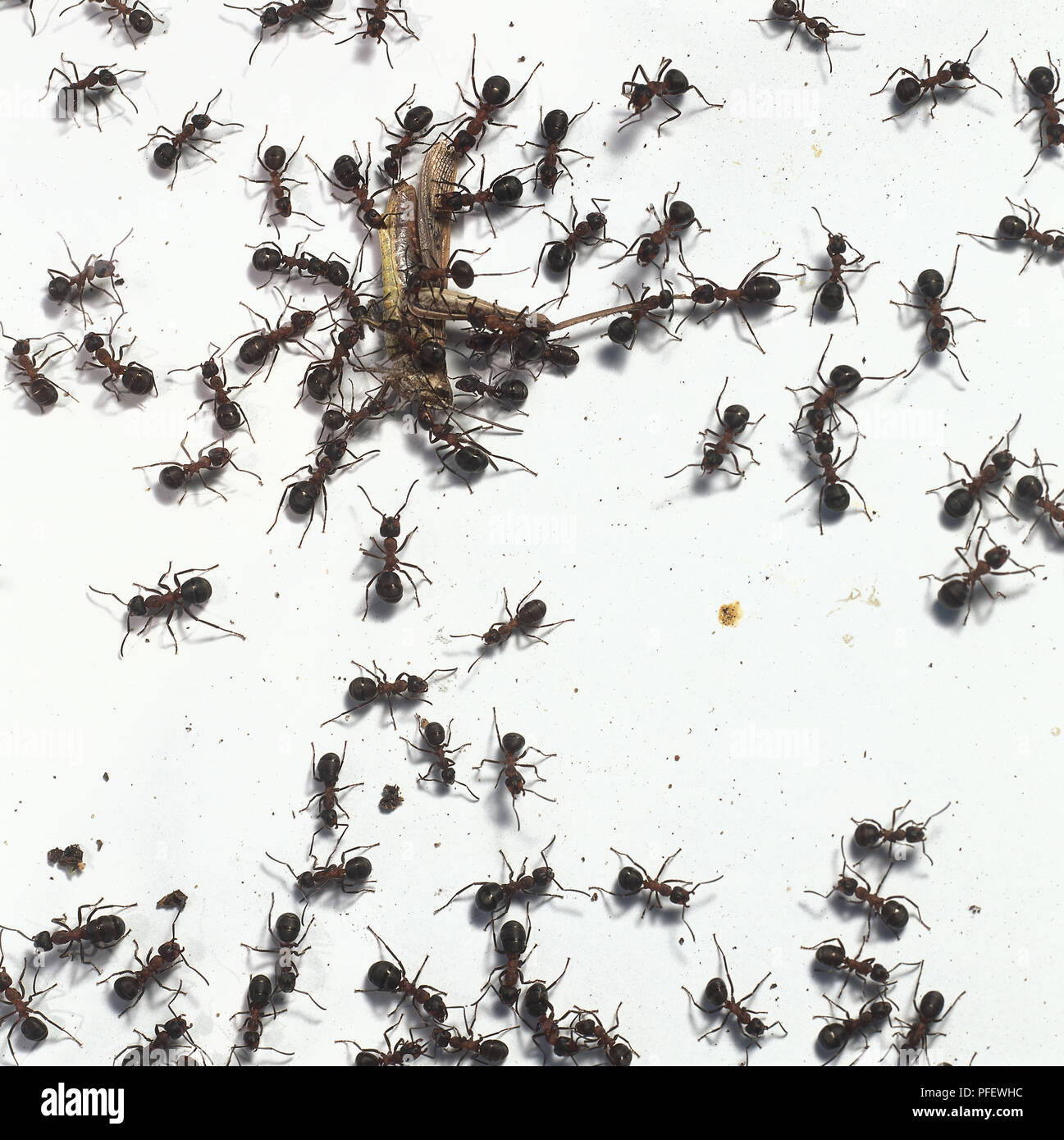 Wood ants, Formica rufa, swarming over and around a dead grasshopper, intending to break it up and carry it back to the nest, above view. Stock Photo