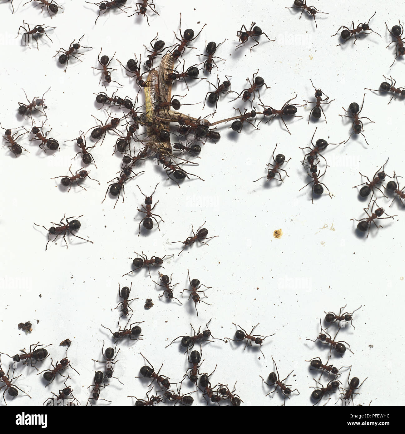 Formicate Wood ants, Formica rufa, swarming over and around a dead grasshopper ...