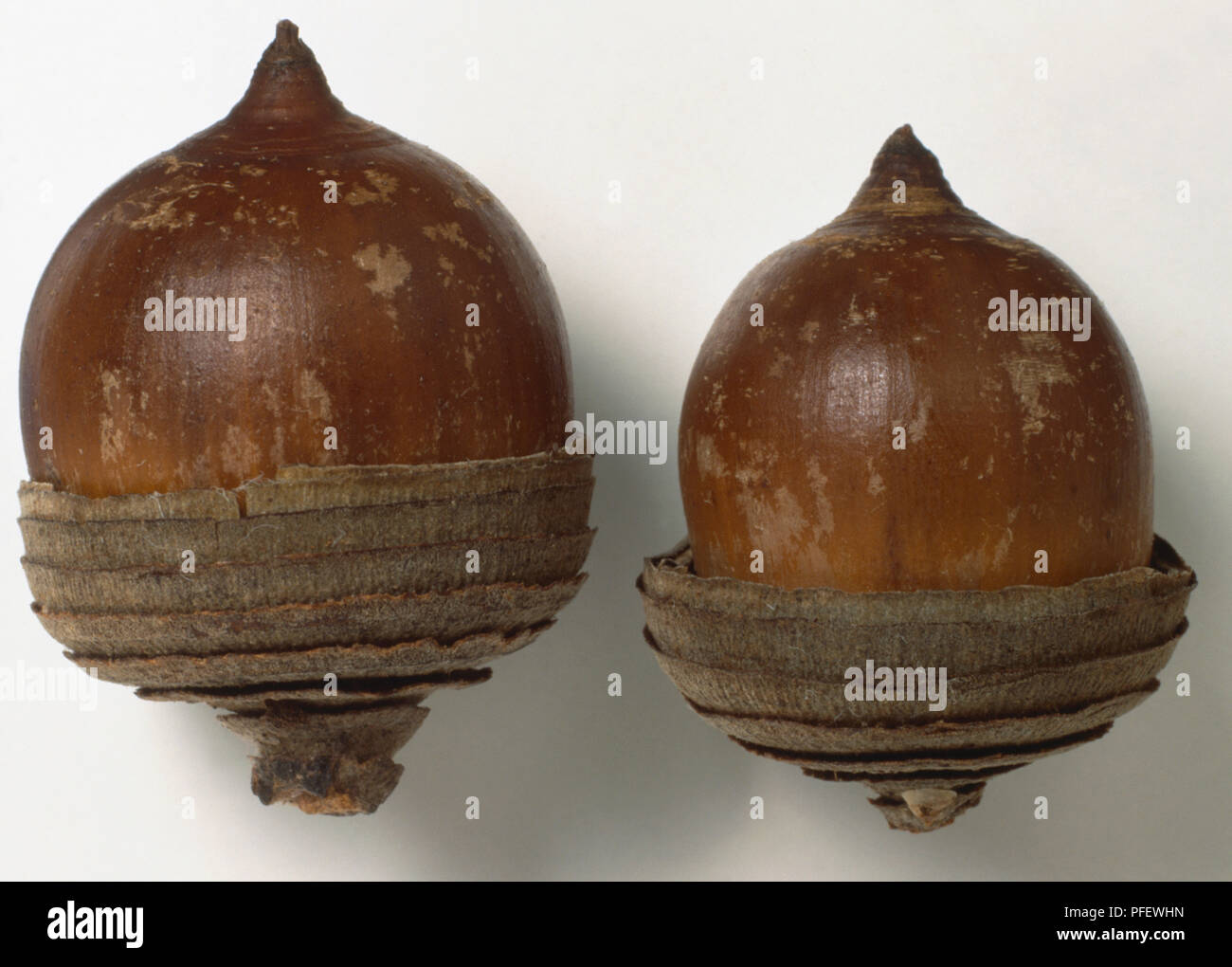 Fagaceae, Quercus myrsinifolia, two distinctively ringed acorn cups. Stock Photo