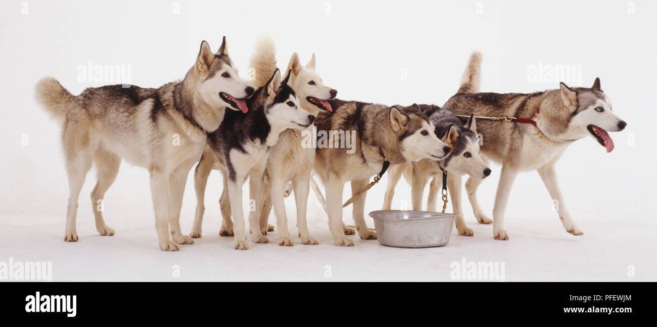 When Do Husky Ears Stand Up