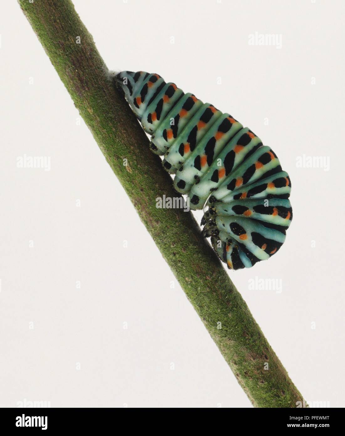 Caterpillar on a twig Stock Photo - Alamy