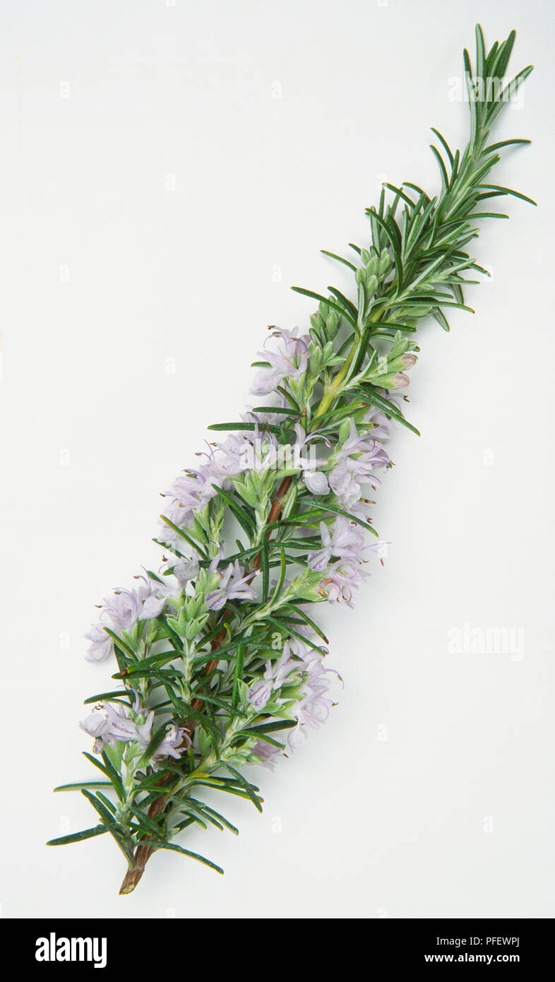 Rosmarinus, 'Miss Jessop's Upright', Rosemary with flowers Stock Photo