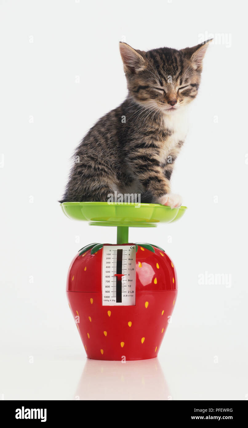 Grey-brown tabby kitten (Felis sylvestris catus) sitting on strawberry-shape  kitchen scales Stock Photo - Alamy