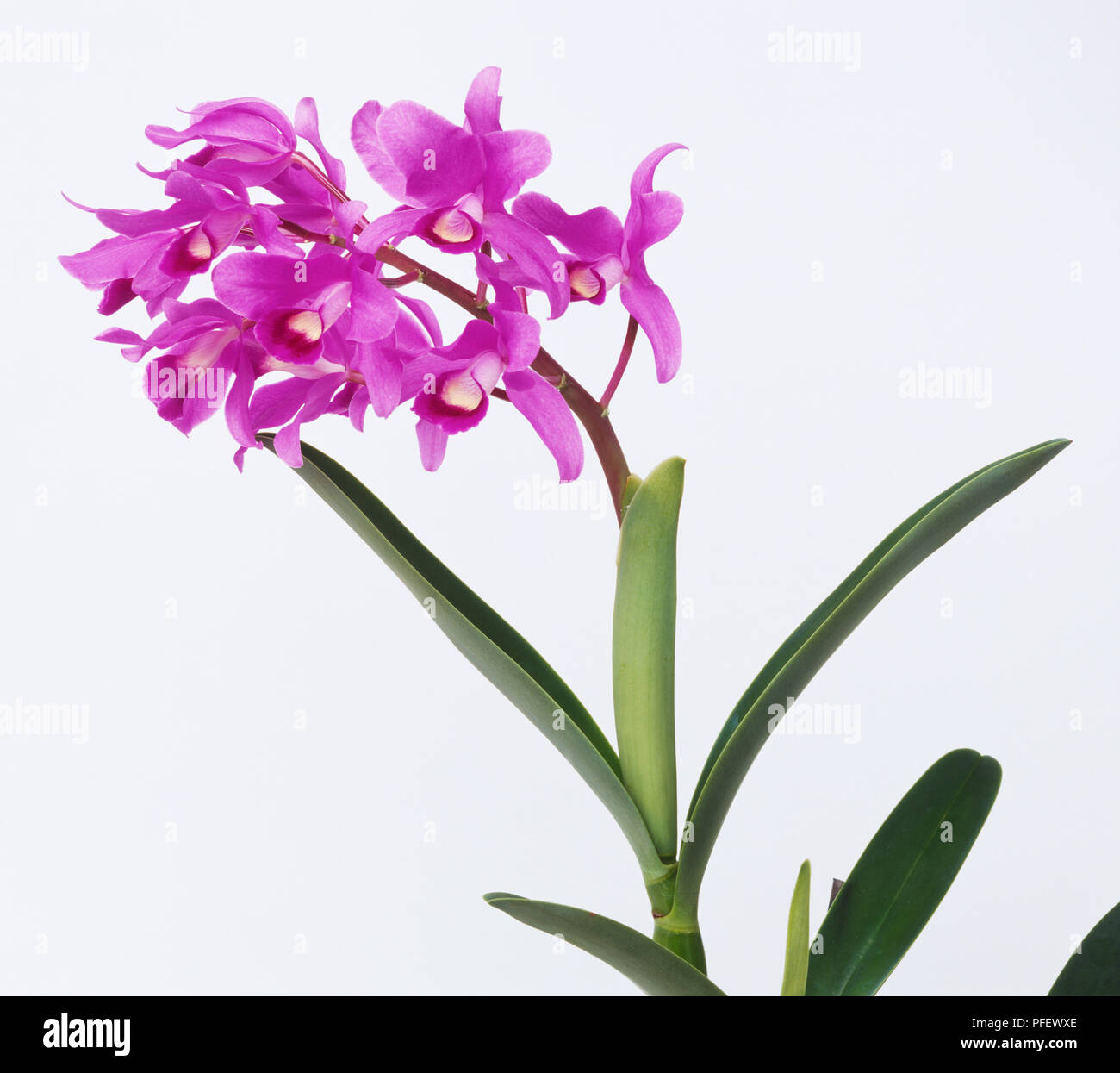 Dendrobium sp., Dendrobium Orchid Stock Photo