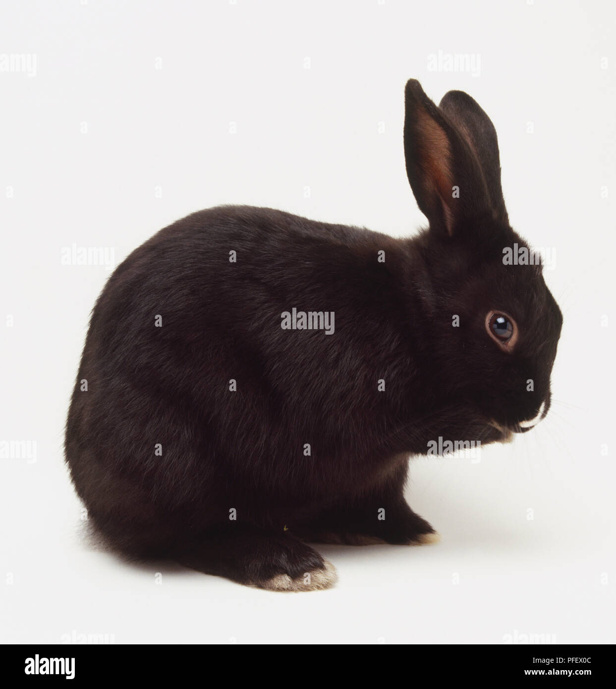 Black Domestic Rabbit (Oryctolagus Cuniculus), side view Stock Photo