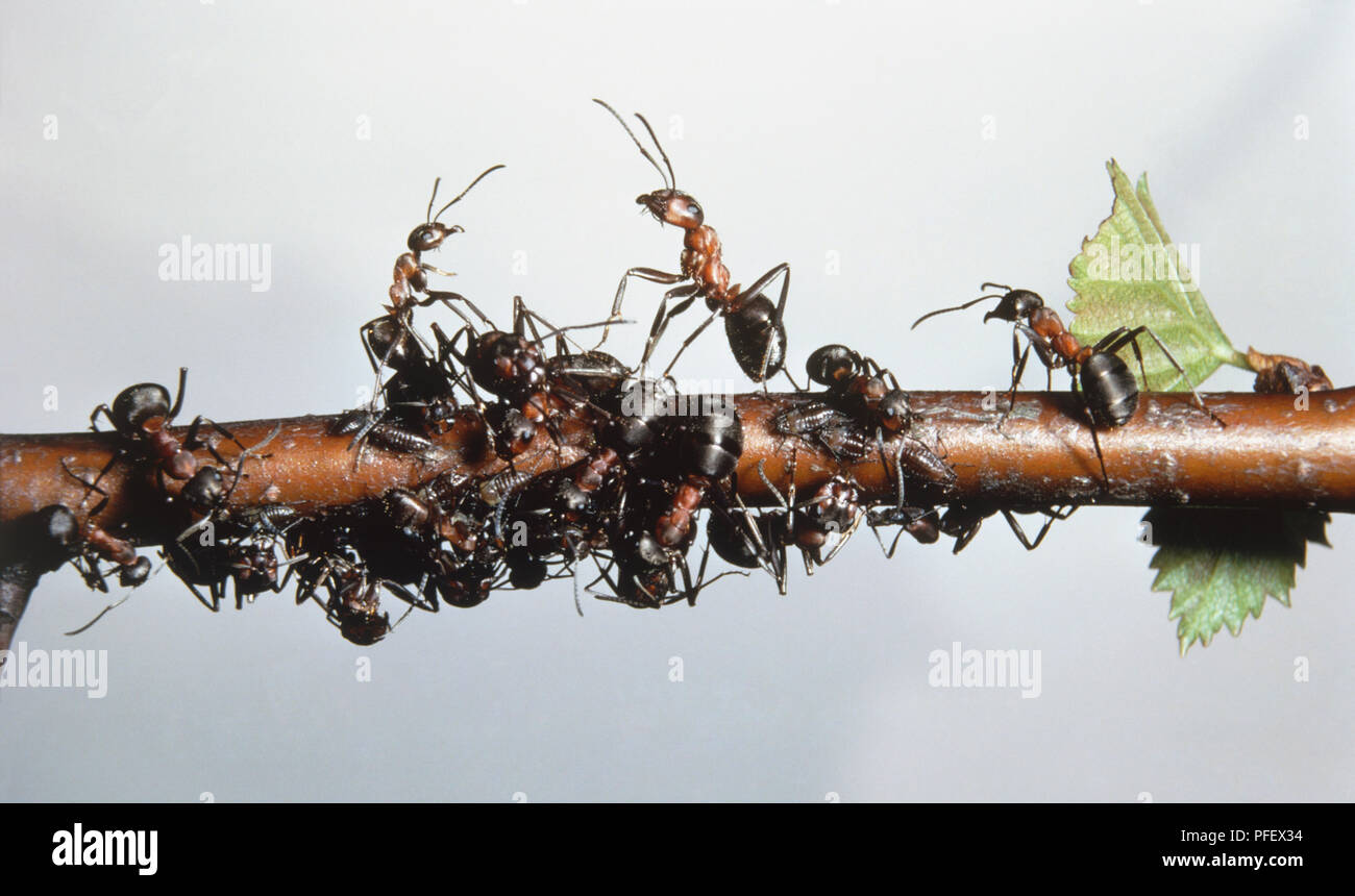 Colony of Wood Ants (Formica sp.) gathering on a branch Stock Photo