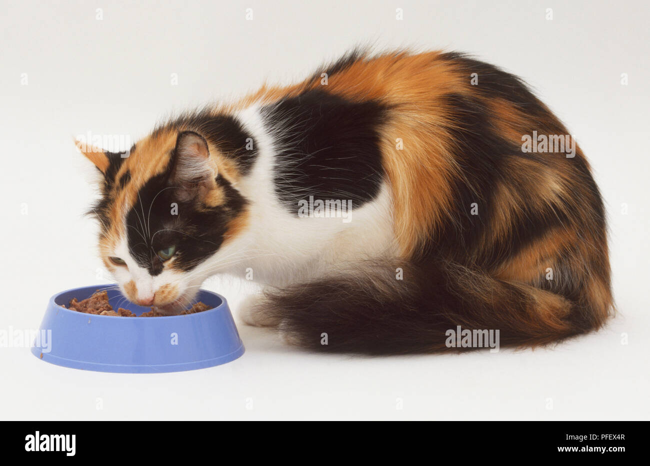 Tortoiseshell Cat (Felis silvestris catus) feeding from blue bowl, side