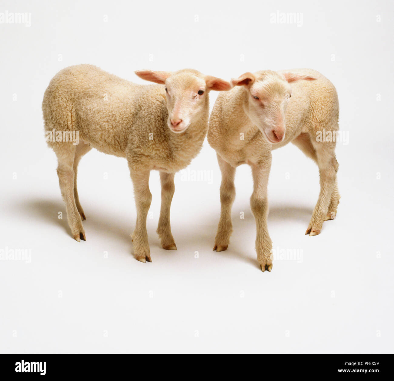 Two Lambs (Ovis aries) standing side by side, high angle view Stock Photo
