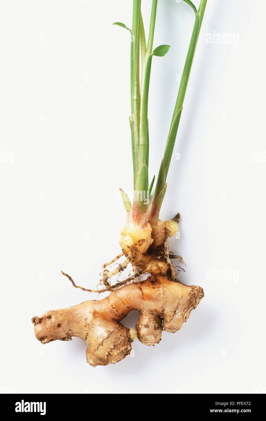 Zingiber officinale, freshly harvested Ginger root Stock Photo Alamy