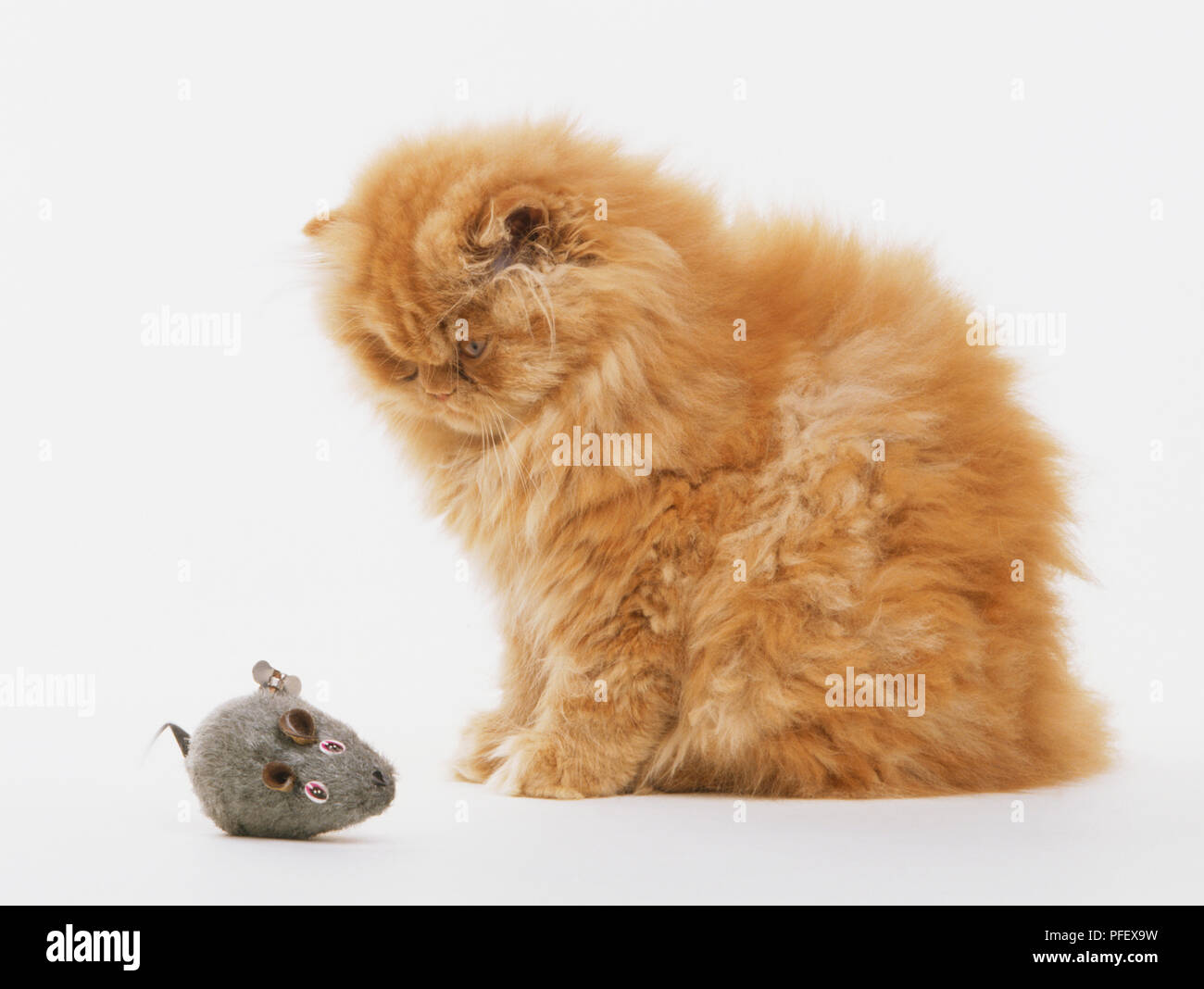 Ginger Longhair Cat Felis Catus Looking At A Grey Toy Mouse